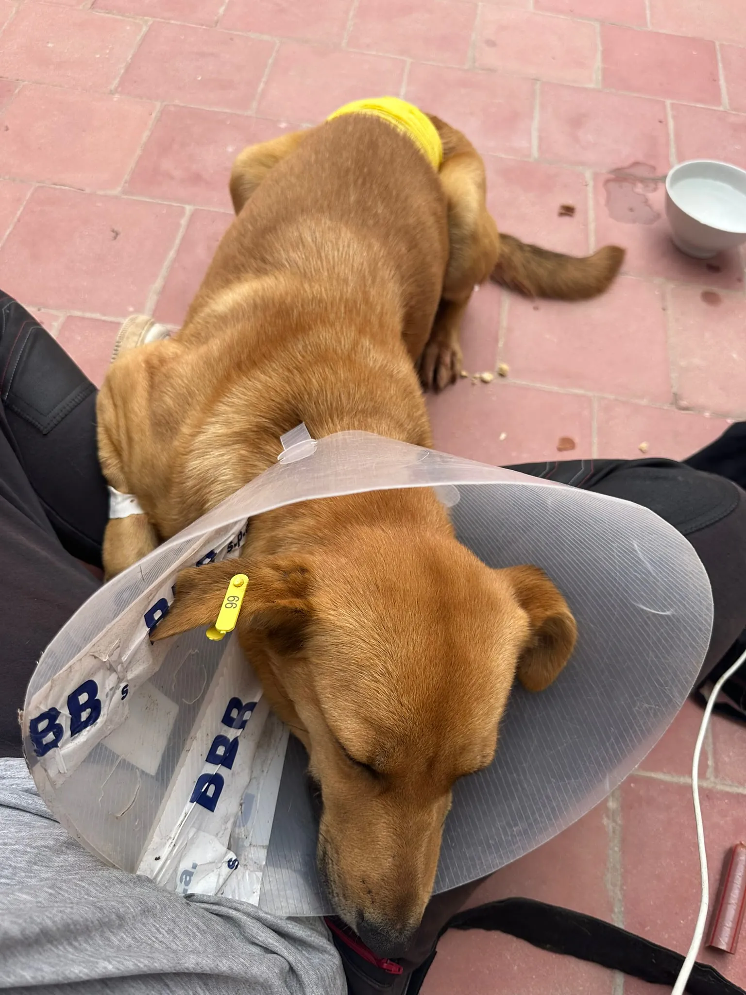 perrito