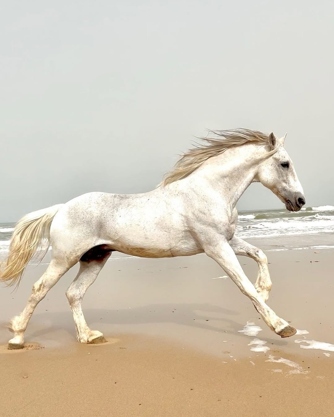 Join us for a more conscious way of having horses ✨Did you ever think about all the people who l(1)