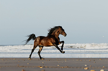 caballos-2-about
