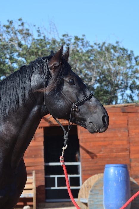 15-pearl-essauira-horses-paradise
