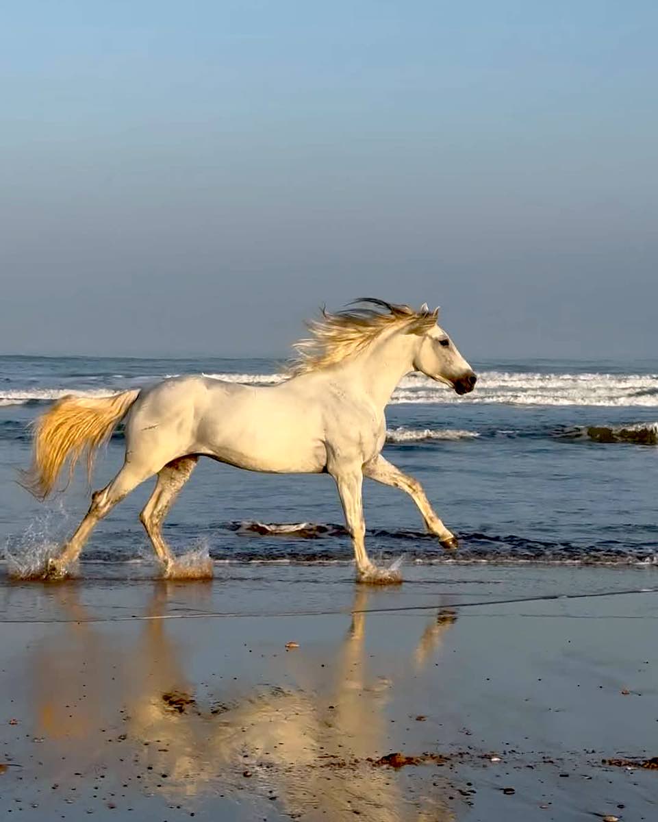caballo blanco corre playa