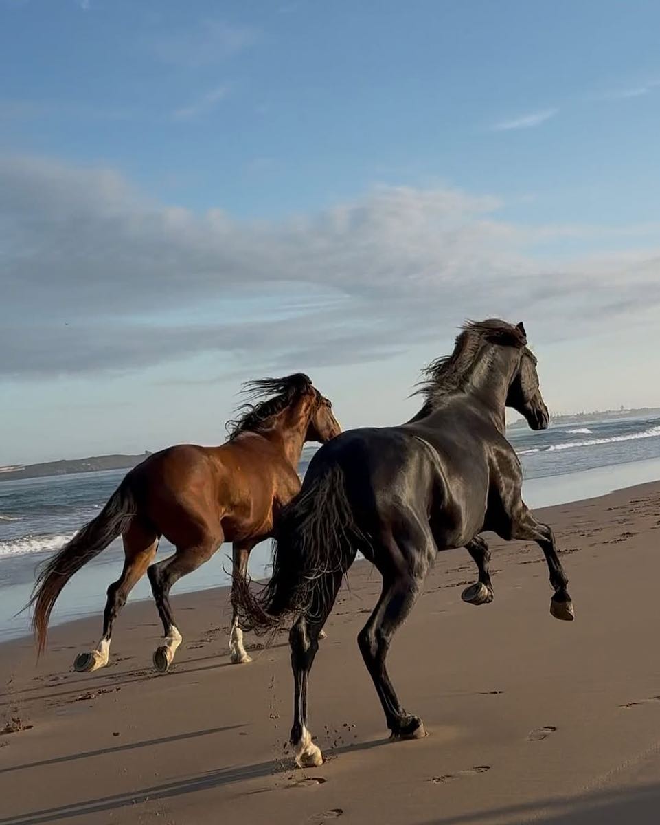 dos caballos corren playa