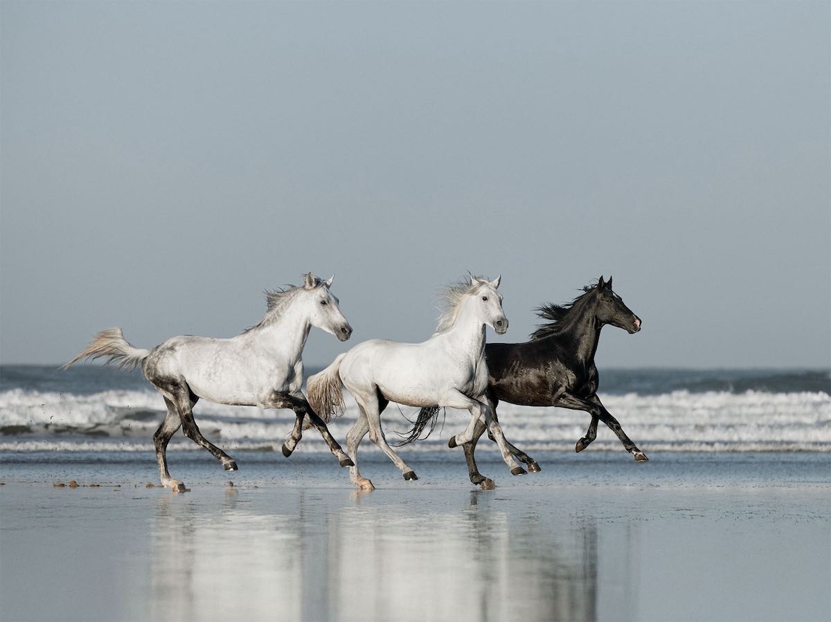 tres caballos corren tres caballos corren